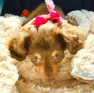 Meet your Posher, Isabel